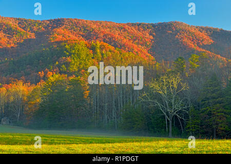 La couleur de l'automne dans la région de Misty, Cades Cove Great Smoky Mountains National Park, California, USA Banque D'Images