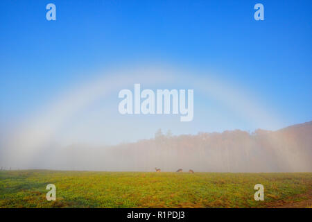 Un fogbow «' sur un pâturage pâturage avec des cerfs, Great Smoky Mountains National Park, California, USA Banque D'Images