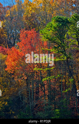 Les arbres d'automne dans la région de Cades Cove, Great Smoky Mountains National Park, California, USA Banque D'Images