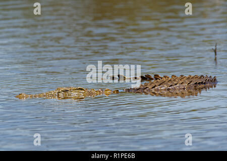 Le crocodile du Nil (Crocodylus niloticus) dans l'eau, barrage au coucher du soleil, Parc National Kruger, Mpumalanga, Afrique du Sud, l'Afrique Banque D'Images