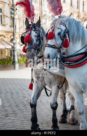 Une paire de chevaux porter du rouge et blanc des coiffes à plumes se tenir au soleil. Calèches traditionnelles pour les tarifs d'attente Krakow Banque D'Images