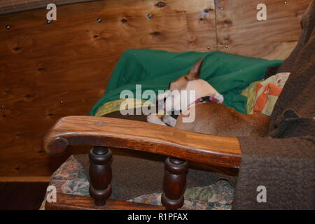 Mountain Feist chien à mâcher sur un os dans un fauteuil inclinable. Banque D'Images