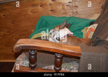 Mountain Feist chien à mâcher sur un os dans un fauteuil inclinable. Banque D'Images