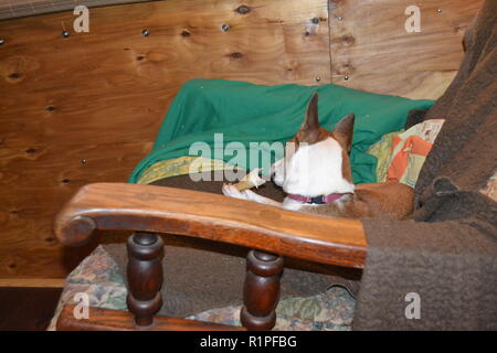 Mountain Feist chien à mâcher sur un os dans un fauteuil inclinable. Banque D'Images