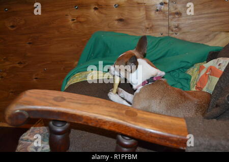 Mountain Feist chien à mâcher sur un os dans un fauteuil inclinable. Banque D'Images