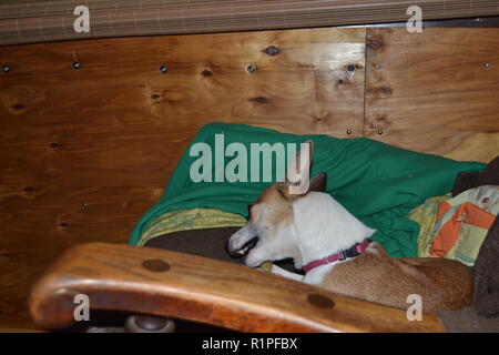 Mountain Feist chien à mâcher sur un os dans un fauteuil inclinable. Banque D'Images