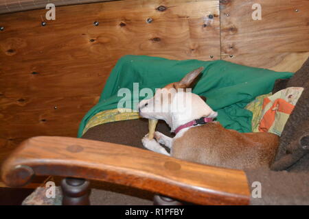 Mountain Feist chien à mâcher sur un os dans un fauteuil inclinable. Banque D'Images