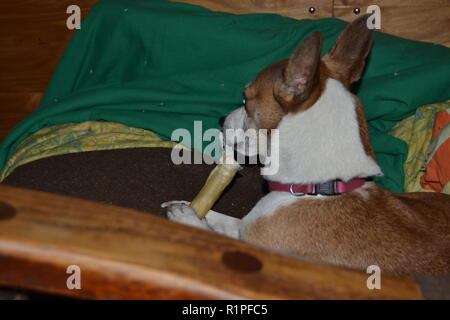 Mountain Feist chien à mâcher sur un os dans un fauteuil inclinable. Banque D'Images