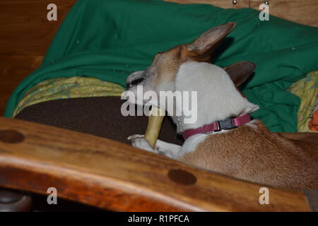 Mountain Feist chien à mâcher sur un os dans un fauteuil inclinable. Banque D'Images