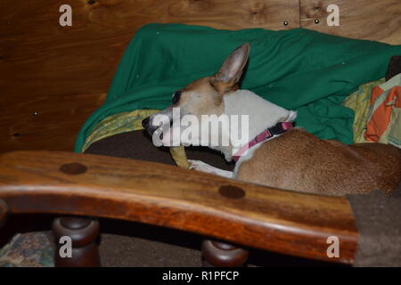 Mountain Feist chien à mâcher sur un os dans un fauteuil inclinable. Banque D'Images