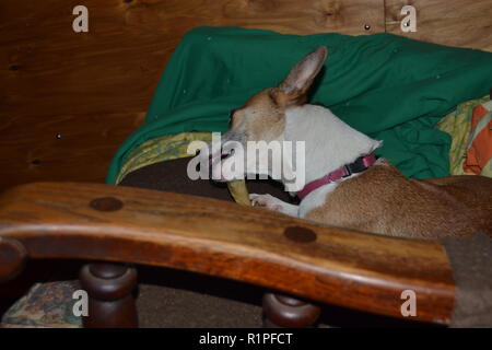 Mountain Feist chien à mâcher sur un os dans un fauteuil inclinable. Banque D'Images