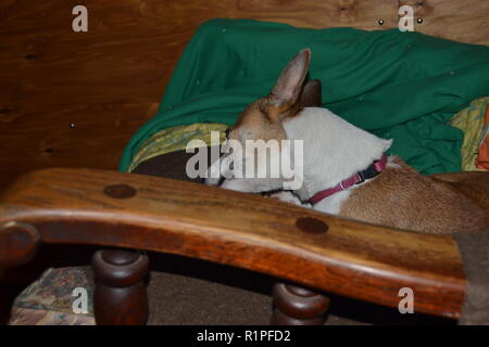 Mountain Feist chien à mâcher sur un os dans un fauteuil inclinable. Banque D'Images