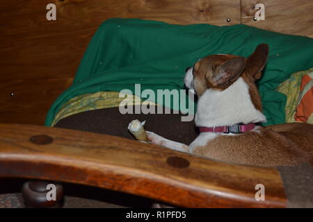 Mountain Feist chien à mâcher sur un os dans un fauteuil inclinable. Banque D'Images