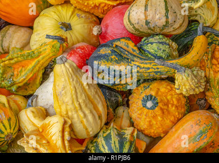 Fond plein cadre montrant beaucoup de courges décoratives Banque D'Images