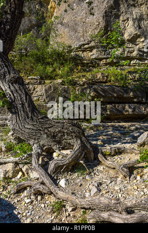 Liquidation vieille racine d'un arbre, Provence, France, Gorges de la Méouge Banque D'Images