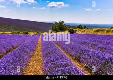 Champs de lavande en pleine floraison, Ferrassières, Provence, France Banque D'Images