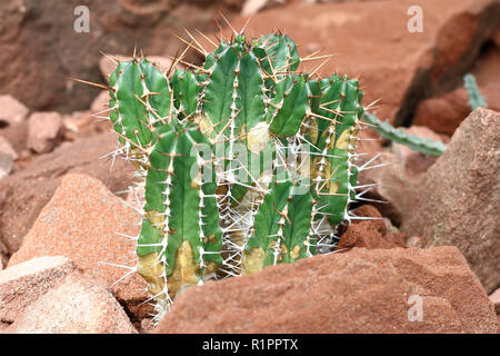 Euphorbia resinifera - Résine - l'euphorbe ésule est une espèce d'euphorbe ésule indigènes au Maroc Banque D'Images