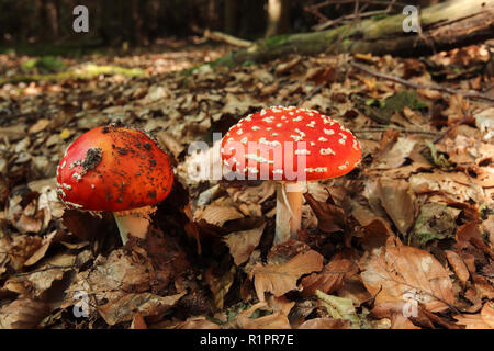 Détail de la mouche amanita poison - Amanita muscaria - champignons vénéneux Banque D'Images