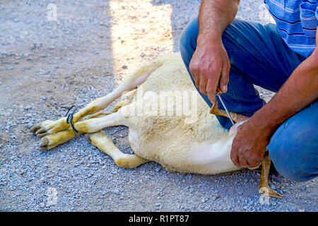 Boucherie musulmane l'homme est prêt à couper un mouton Banque D'Images