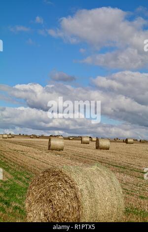 Campagne anglaise avec golden tour de séchage des bottes de foin en été Banque D'Images