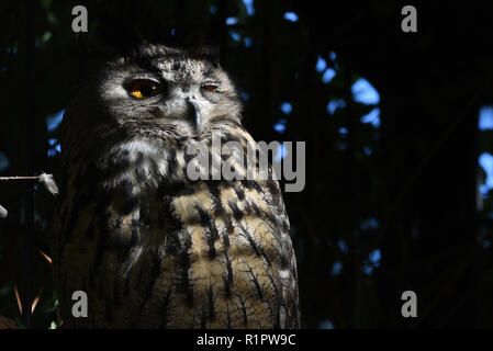 Madrid, Espagne. 13Th Nov, 2018. Un grand-duc (Bubo bubo) vu dans son enclos au zoo de Madrid. Credit : Jorge Sanz/Pacific Press/Alamy Live News Banque D'Images