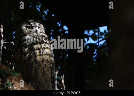 Madrid, Espagne. 13Th Nov, 2018. Un grand-duc (Bubo bubo) vu dans son enclos au zoo de Madrid. Credit : Jorge Sanz/Pacific Press/Alamy Live News Banque D'Images