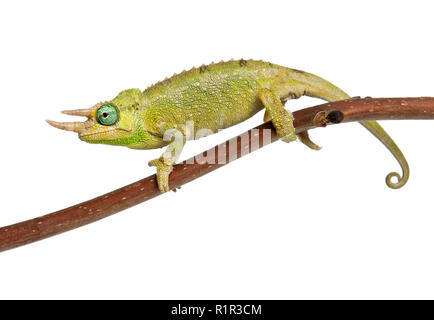 Mt. Meru Jackson's Chameleon, Chamaeleo jacksonii, merumontanus, excrétion et partiellement perché sur branch in front of white background Banque D'Images