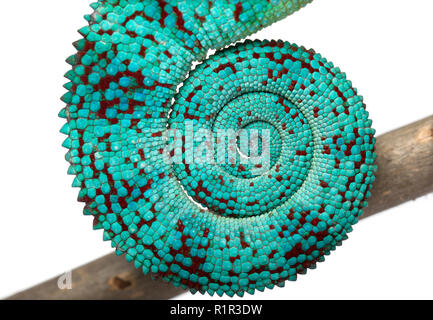 Close-up of Panther Chameleon Nosy Be queue, Furcifer pardalis, in front of white background Banque D'Images