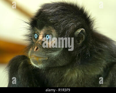 Jeune singe araignée à tête noire Ateles fusciceps portrait captif Banque D'Images