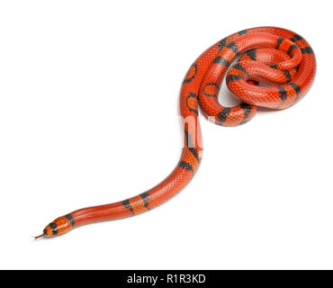 Hypomelanistique snake, Lampropeltis triangulum hondurensis, in front of white background Banque D'Images