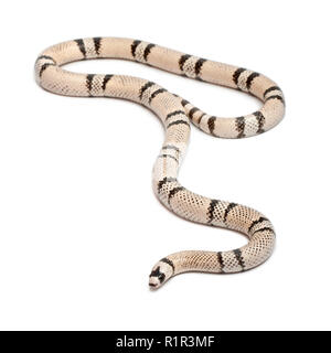 Ghost snake, Lampropeltis triangulum hondurensis, in front of white background Banque D'Images
