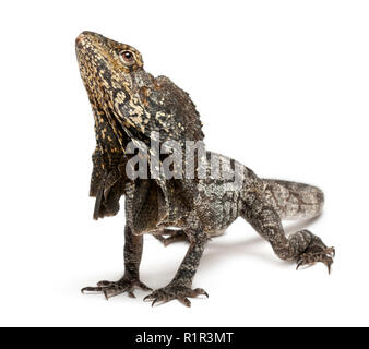 Lézard à collerette également connu sous le nom de lézard, Chlamydosaurus kingii plumeuse, in front of white background Banque D'Images