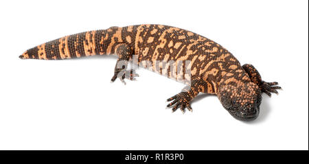 Heloderma suspectum Gila monster -, toxiques, fond blanc Banque D'Images