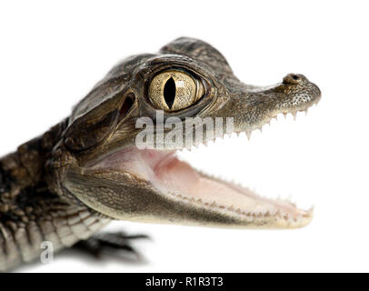 Caïman à lunettes, Caiman crocodilus, également connu sous le nom de le Livre blanc ou Caiman Caïman commun, l'âge de 2 mois, portrait et close up against white background Banque D'Images