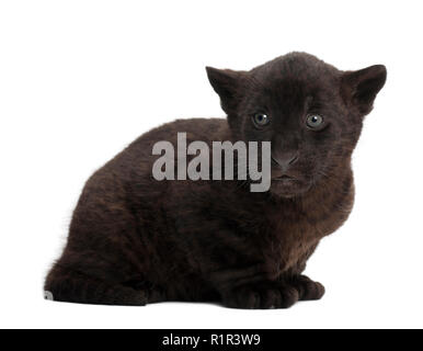 Jaguar cub, 2 mois, Panthera onca, assis à l'arrière-plan blanc Banque D'Images