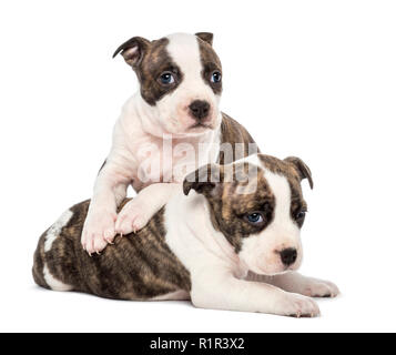 Portrait d'American Staffordshire Terrier Puppy couché, 6 semaines, contre fond blanc Banque D'Images