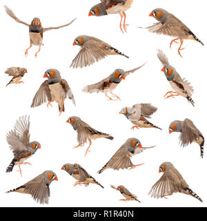 Composition de Zebra Finch, Taeniopygia guttata, battant contre fond blanc Banque D'Images