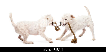 Parson Russell Terriers jouant avec une corde à l'arrière-plan blanc Banque D'Images