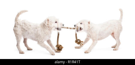Parson Russell Terriers jouant avec une corde à l'arrière-plan blanc Banque D'Images