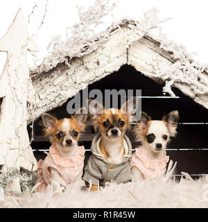 Les Chihuahuas habillé et assis en face de crèche de Noël à l'arbre de Noël et la neige contre fond blanc Banque D'Images