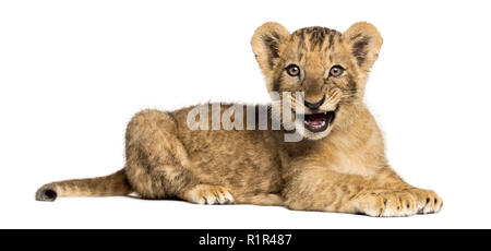 Vue latérale d'un lion couché, rugissant, 10 semaines, isolated on white Banque D'Images