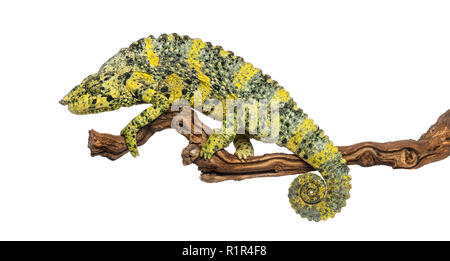 Meller's Chameleon sur une branche - Trioceros melleri - isolated on white Banque D'Images