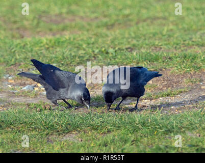 Une paire de Corvus monedula Choucas se nourrir sur les terres agricoles Banque D'Images