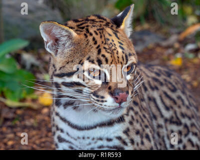 L'ocelot Leopardus pardalis Portrait (captifs) Banque D'Images