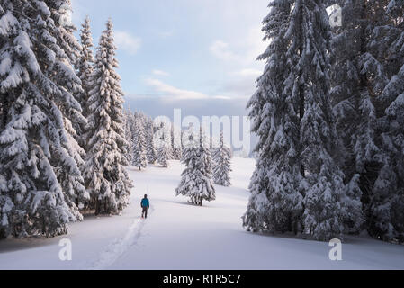 Guy balades en raquettes dans la forêt d'épinettes. Paysage d'hiver avec des arbres dans la neige Banque D'Images