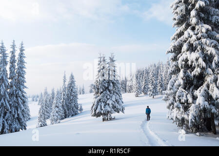 Guy balades en raquettes dans la forêt d'épinettes. Paysage d'hiver avec des arbres dans la neige Banque D'Images