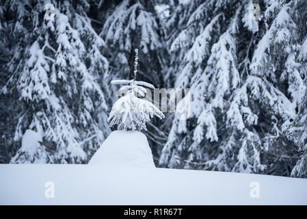 Paysage d'hiver avec un seul petit sapin sous la neige. Vue de Noël. Harmonisation des couleurs Banque D'Images