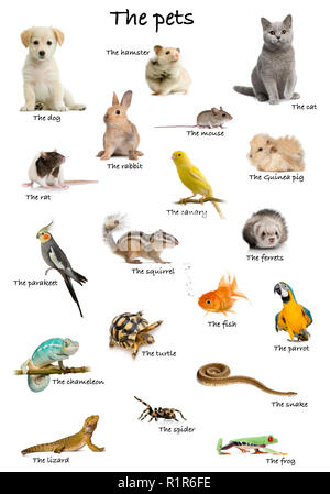 Collage d'animaux domestiques et d'animaux en anglais in front of white background, studio shot Banque D'Images