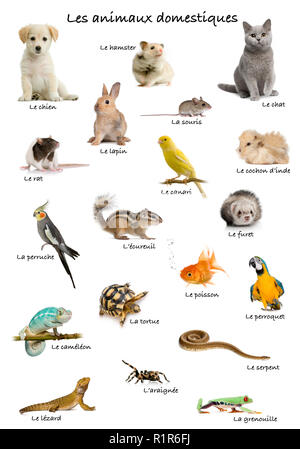 Collage d'animaux domestiques et d'animaux en français in front of white background, studio shot Banque D'Images