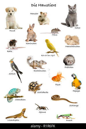 Collage d'animaux domestiques et d'animaux en allemand in front of white background, studio shot Banque D'Images